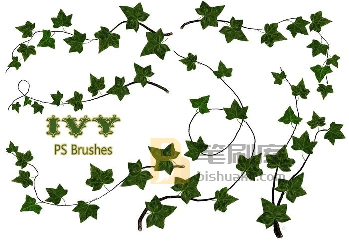 20款常春藤PS Brushes abr vol.8 PS笔刷